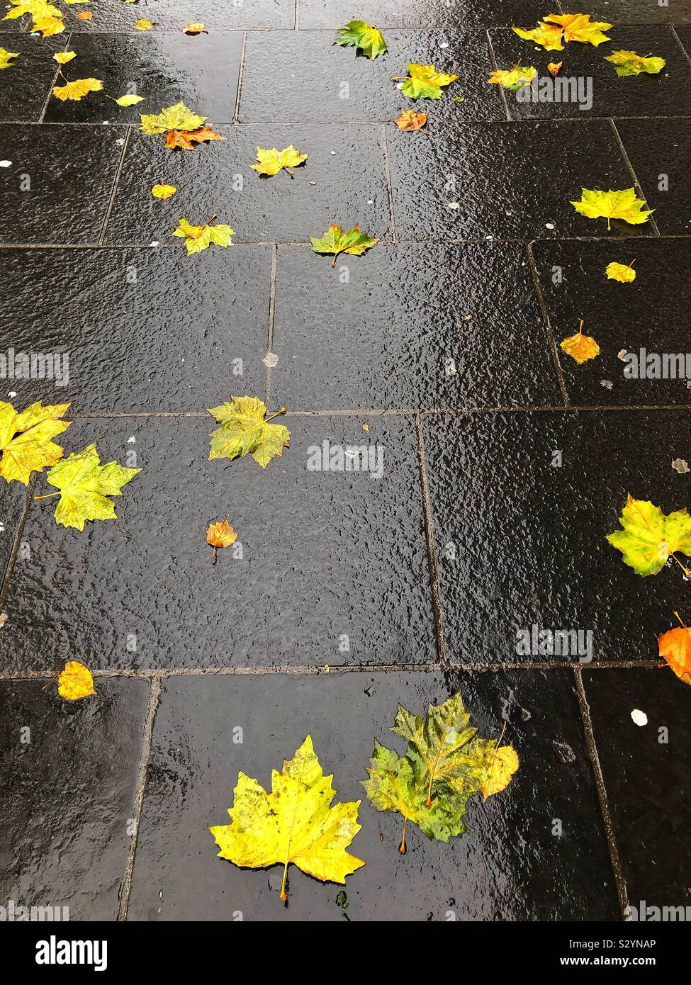 Autumnal leaf litter on wet pavement - Smartphone Captured Stock Image
