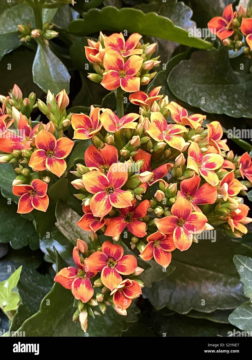 Colorful yellow and red flowers closeup - Smartphone Captured Stock Image