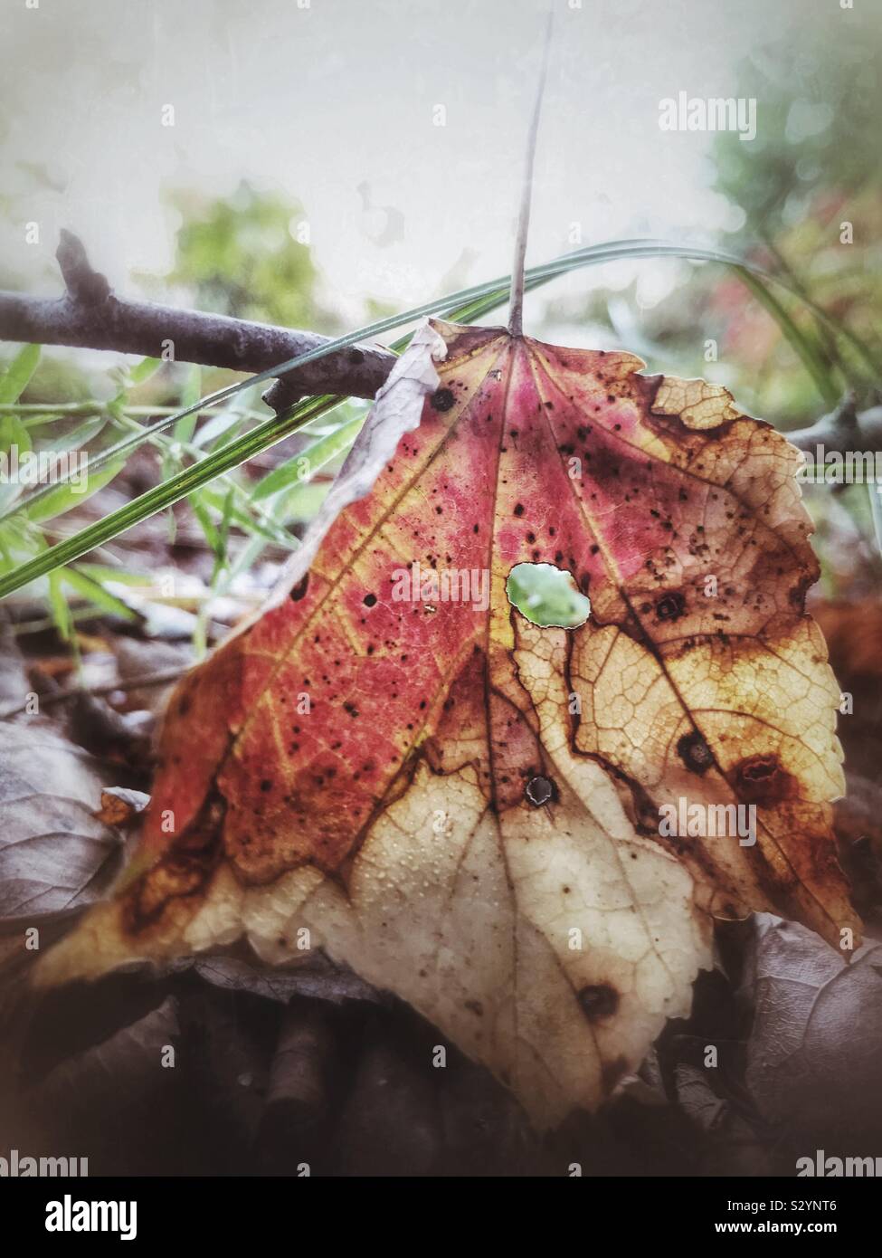 Red Maple leaf on forest floor, North Carolina, October - Smartphone Captured Stock Image