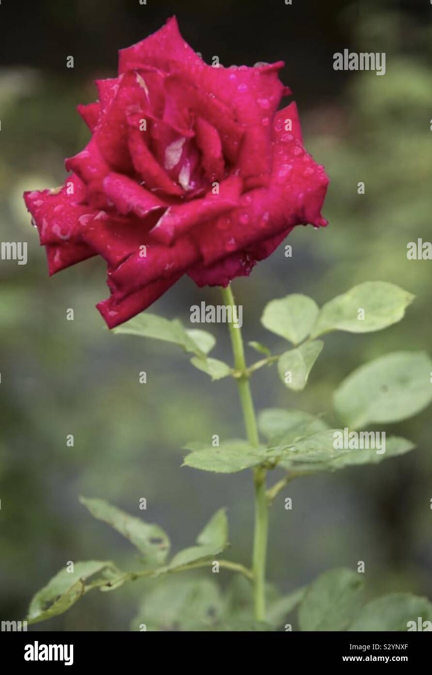 Rose Plant Stock Photo