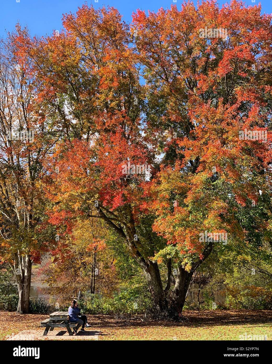 Autumn in Town Brook Park, Plymouth, Massachusetts, United States - Smartphone Captured Stock Image