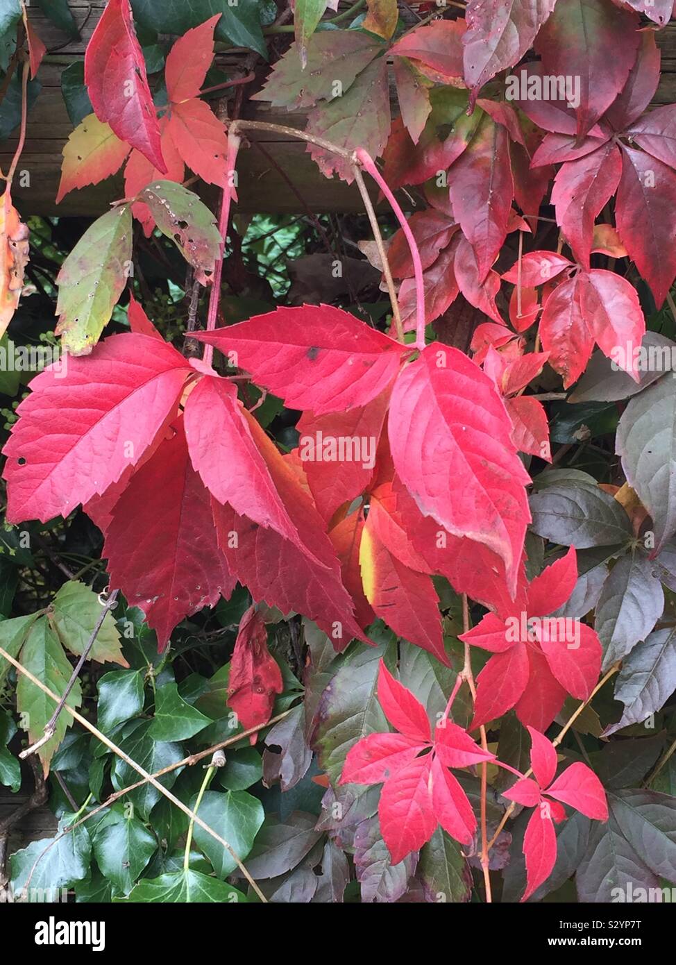Autumn leaves in many colours Stock Photo