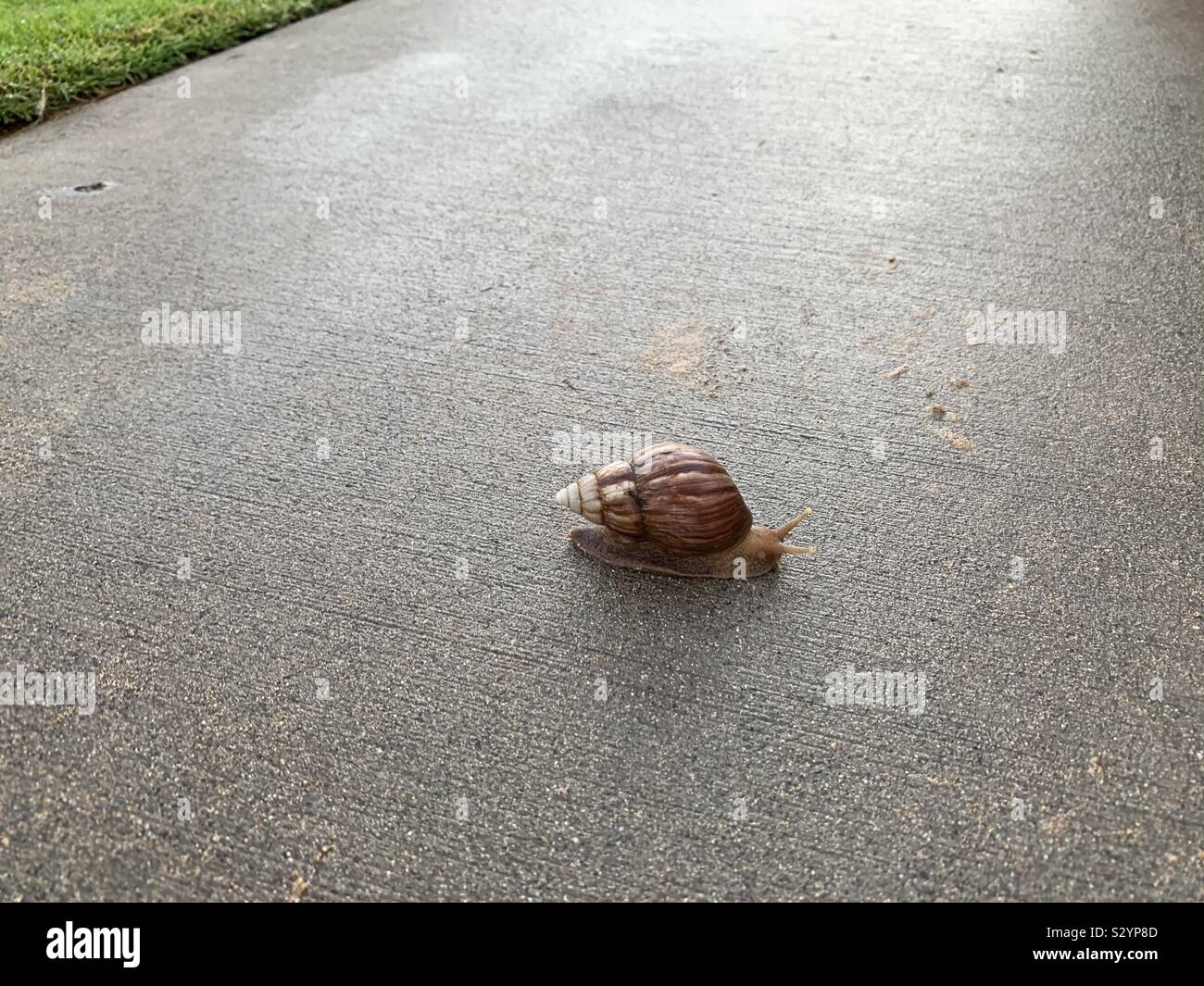Snails hawaii hires stock photography and images Alamy