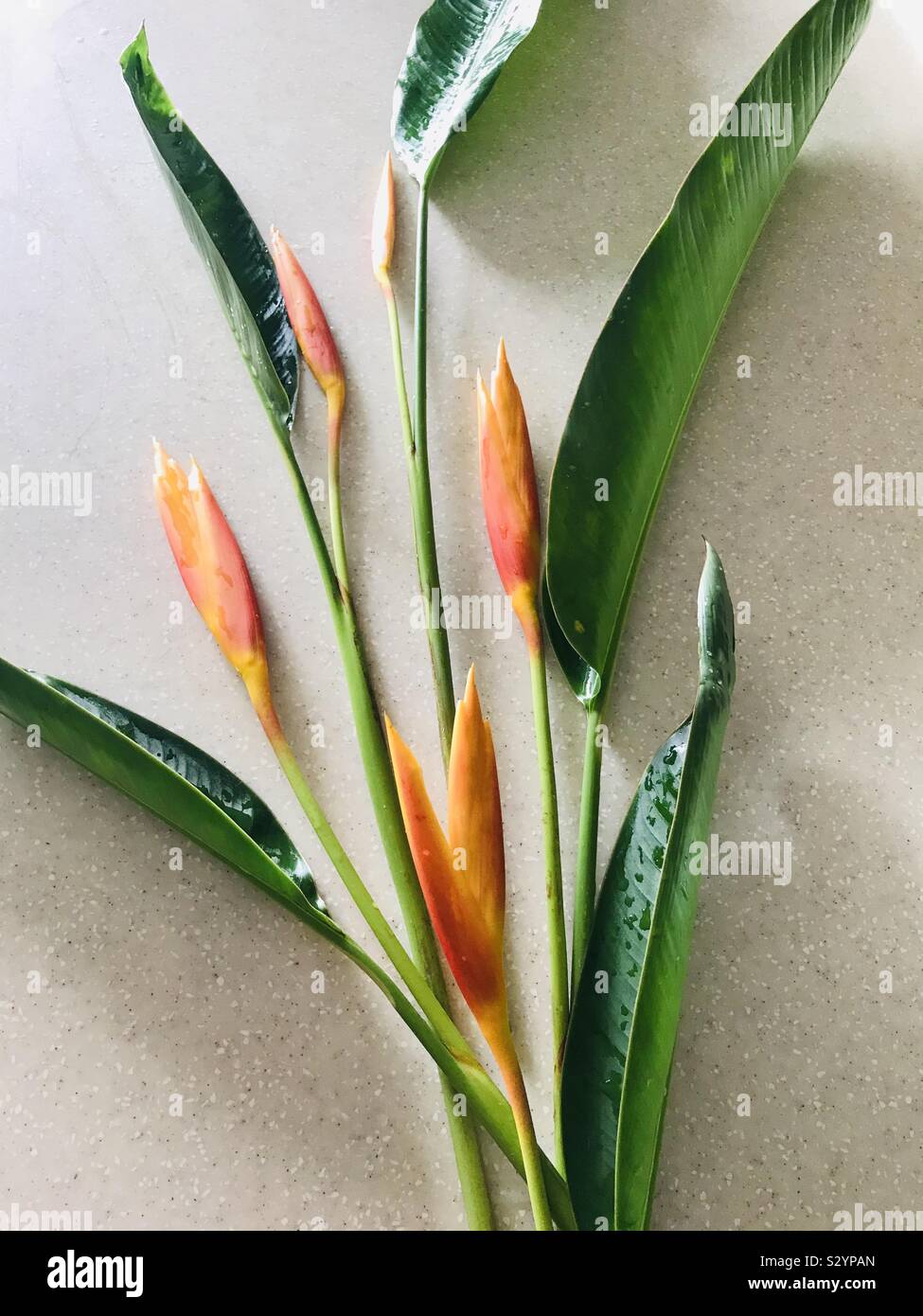 Freshly arranged Heliconia flowers aka American Dwarf for decoration