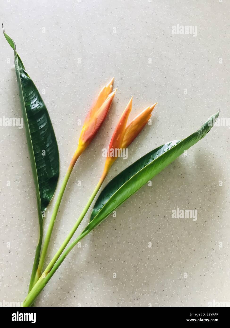 2 Heliconia flowers aka American Dwarf cut freshly for bouquet
