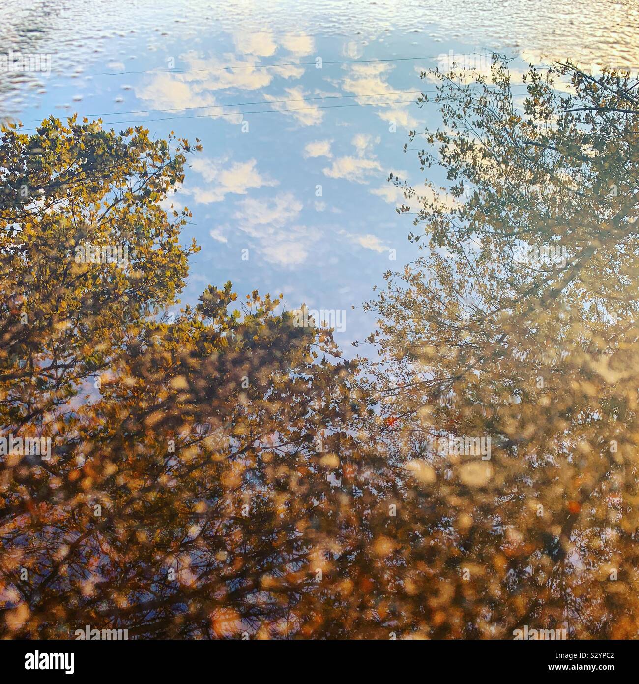 Puddle reflection of autumn trees and sky - Smartphone Captured Stock Image