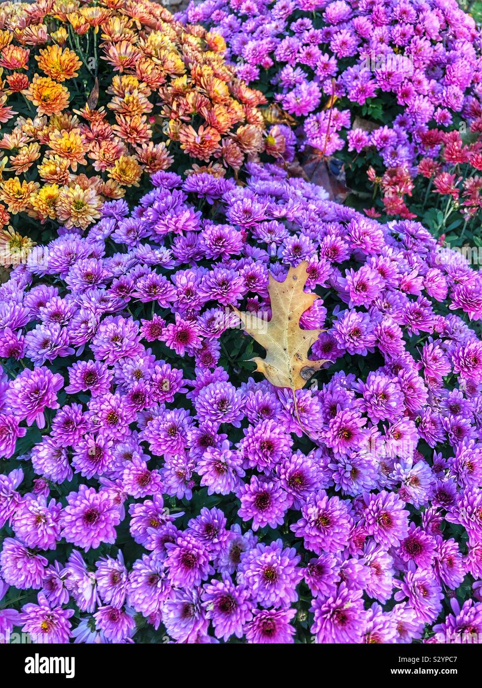 Beautiful bold autumn colours. Stock Photo