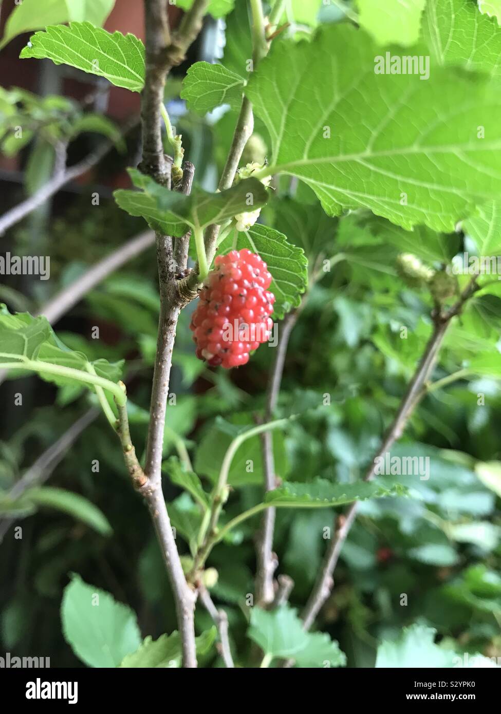 Red berries on a small plant, Mulberry, hybrid mulberries In a nursery for sale Stock Photo