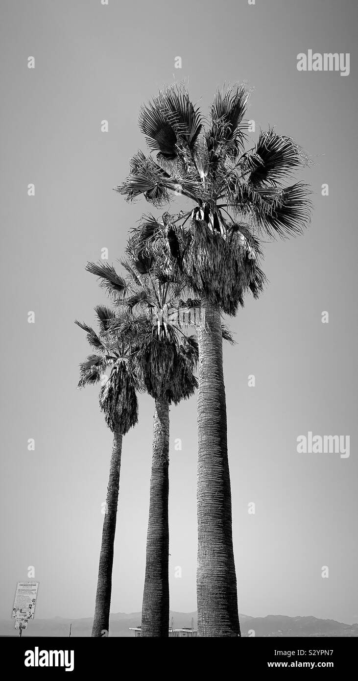 Los Angeles Palm Trees Black and White Stock Photos & Images - Alamy