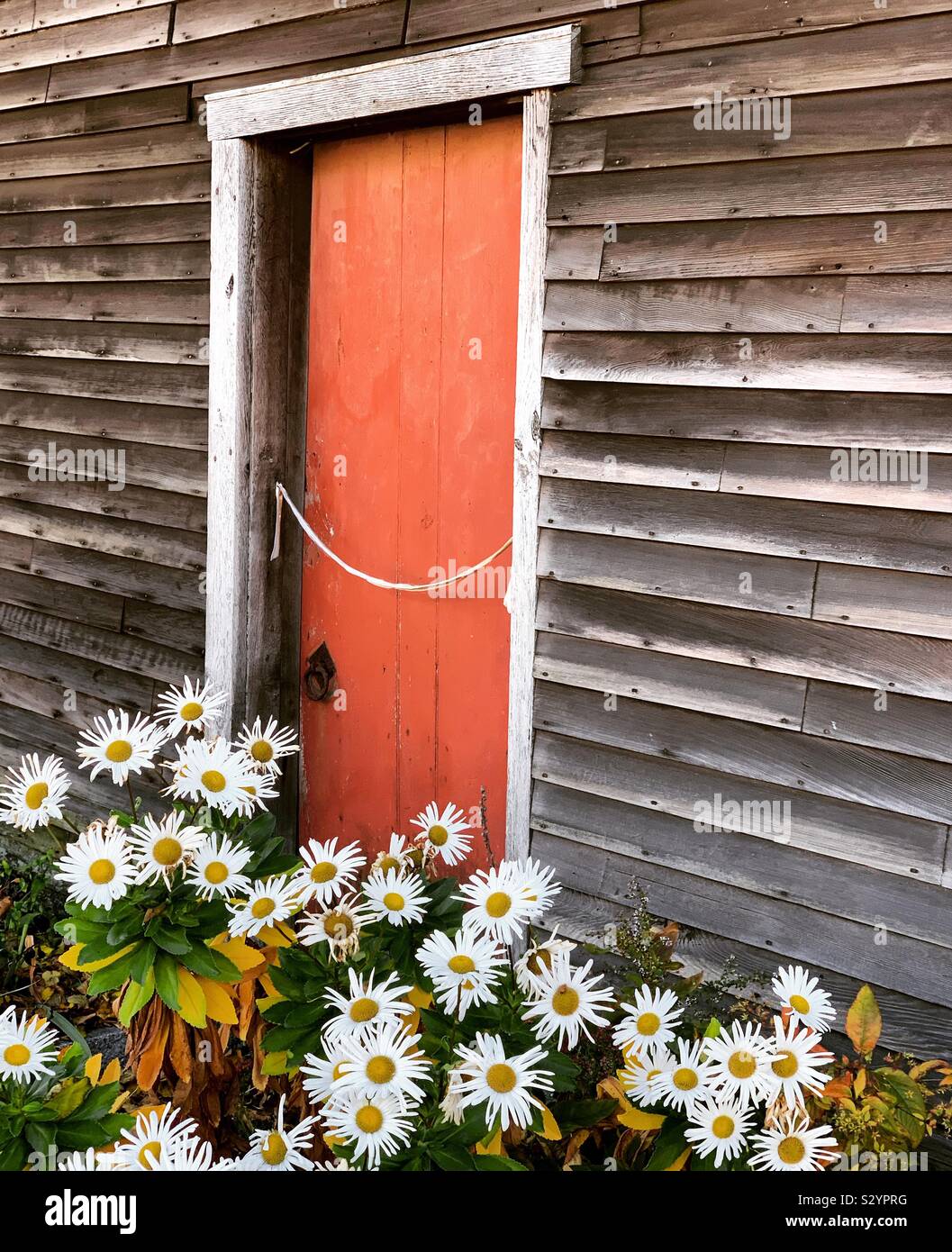 Daisies by a door at the Richard Sparrow House, the oldest wooden house
