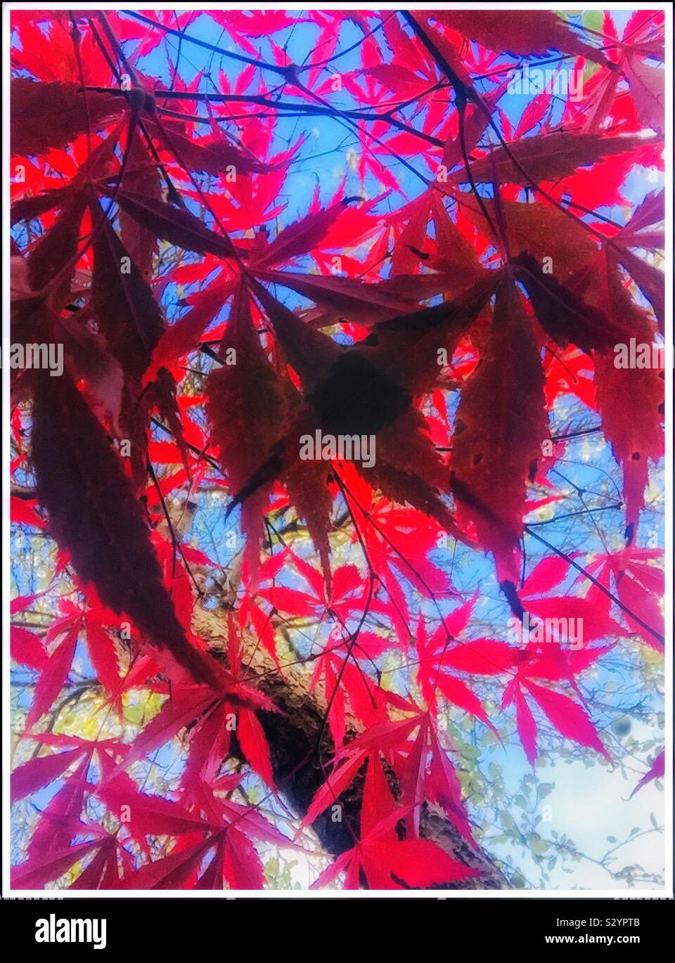 Acer Tree in Autumn. - Smartphone Captured Stock Image