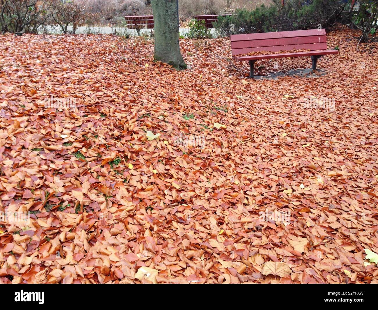 Sycamore, birch tree and other deciduous tree leaves covering the ground forming a stunning layer of romantic scenery full of color textures and patterns next to a wooden bench. Sweden. Stock Photo