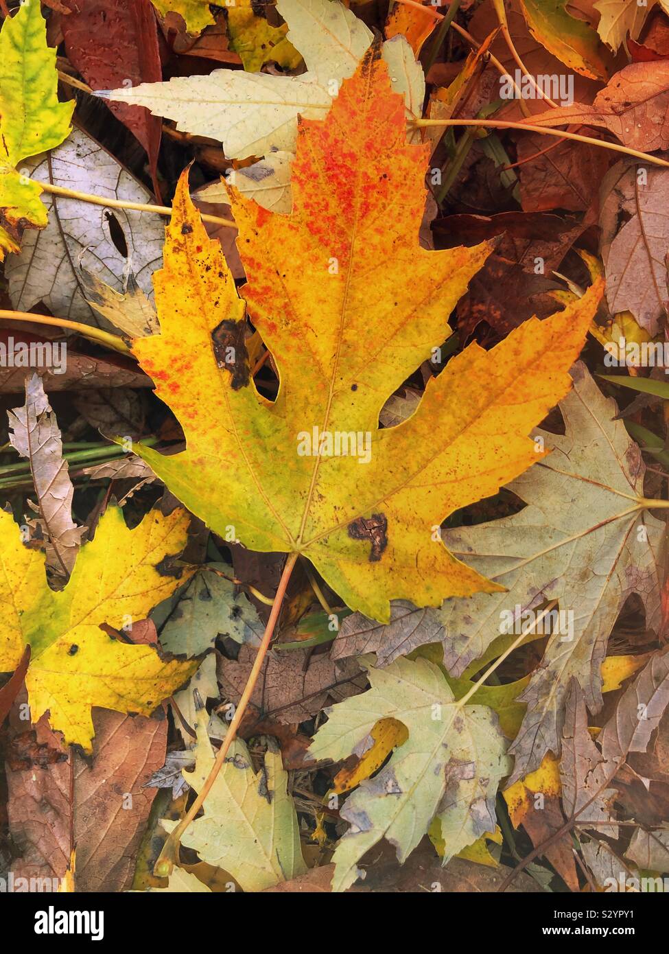 A multicolored maple leaf laying on the ground. - Smartphone Captured Stock Image