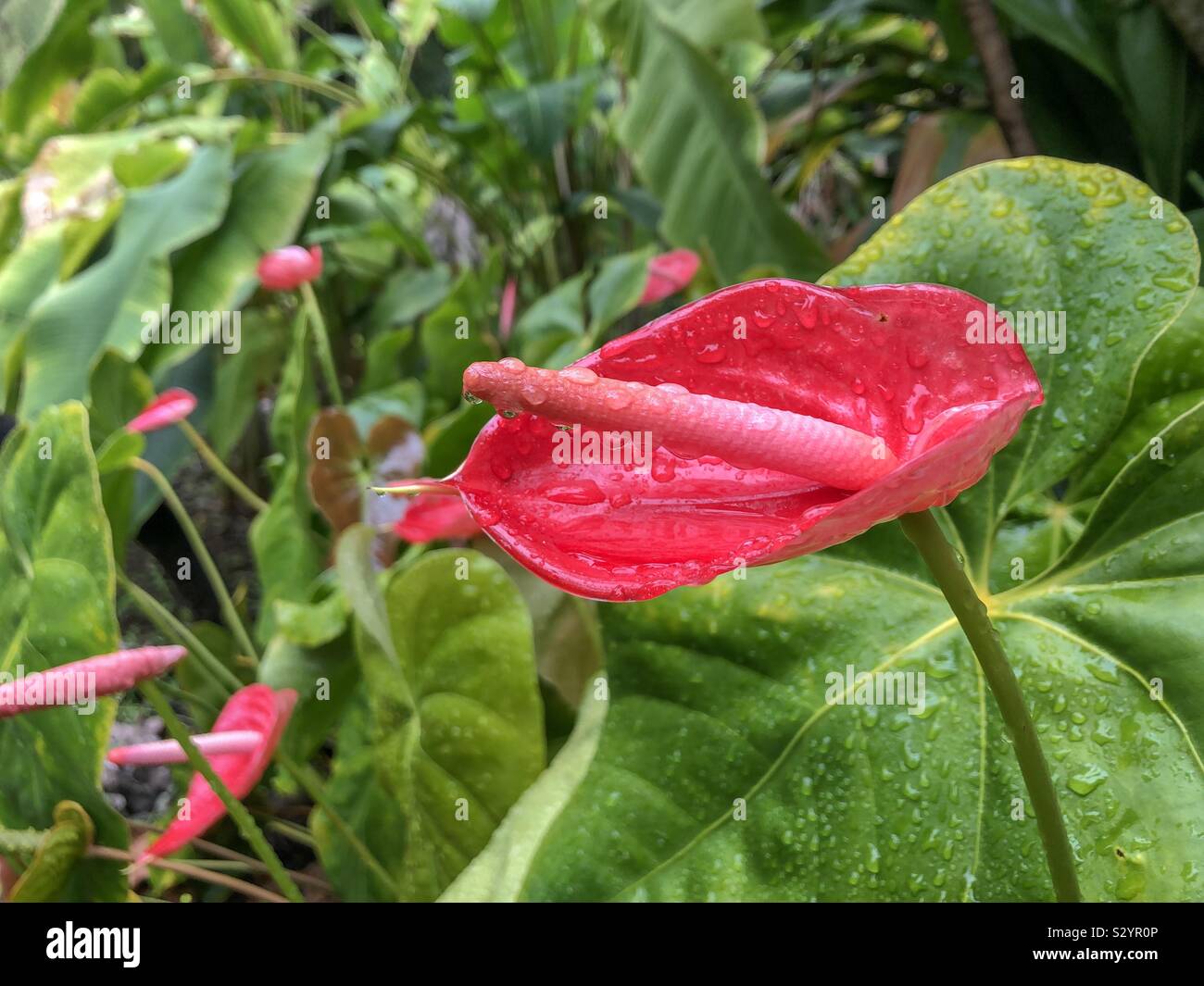 A red Anthurium flower with raindrops from the botanical gardens in Puerto De La Cruz, Tenerife. - Smartphone Captured Stock Image