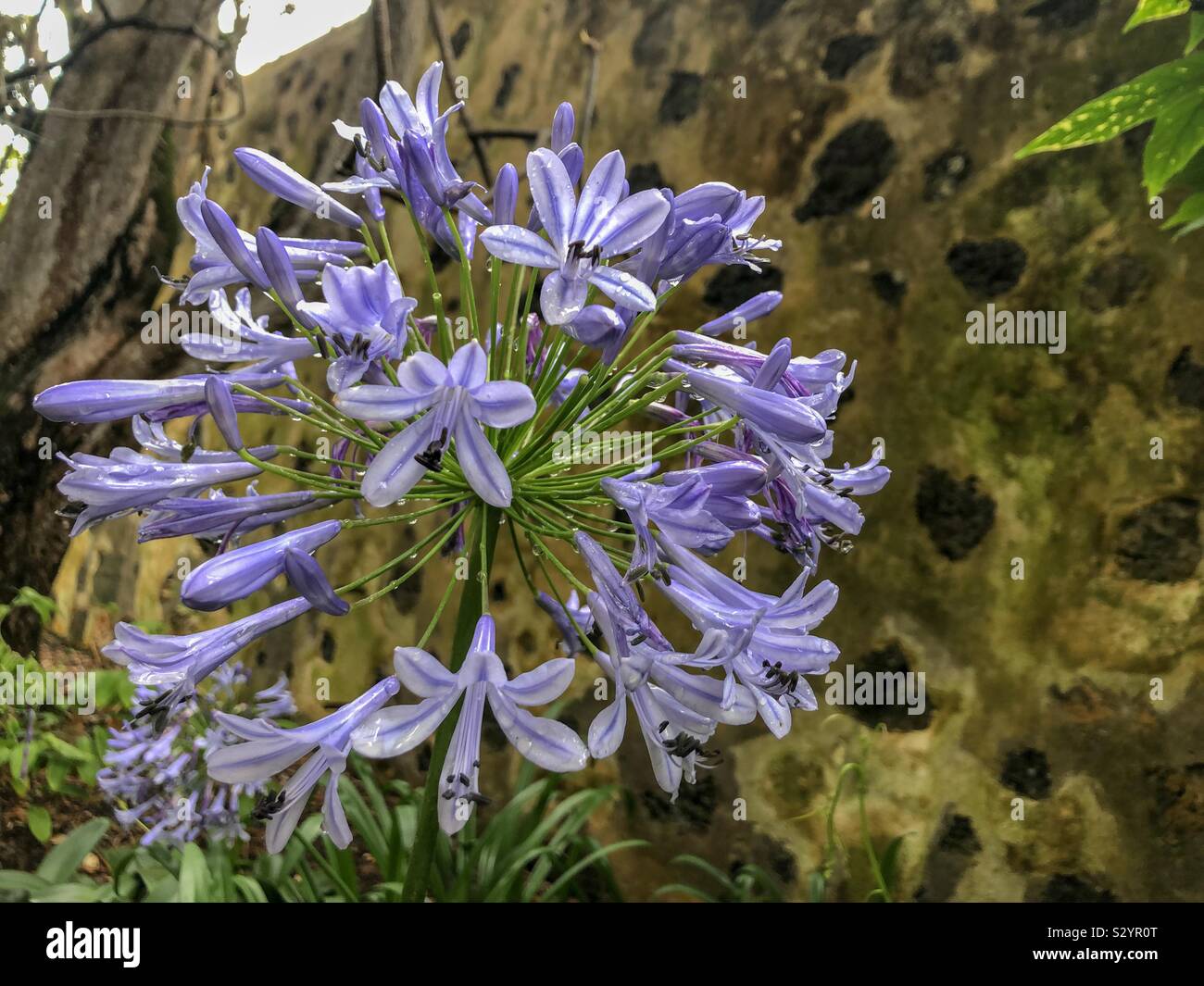 An African Lily (Agapanthus Africanus) Stock Photo