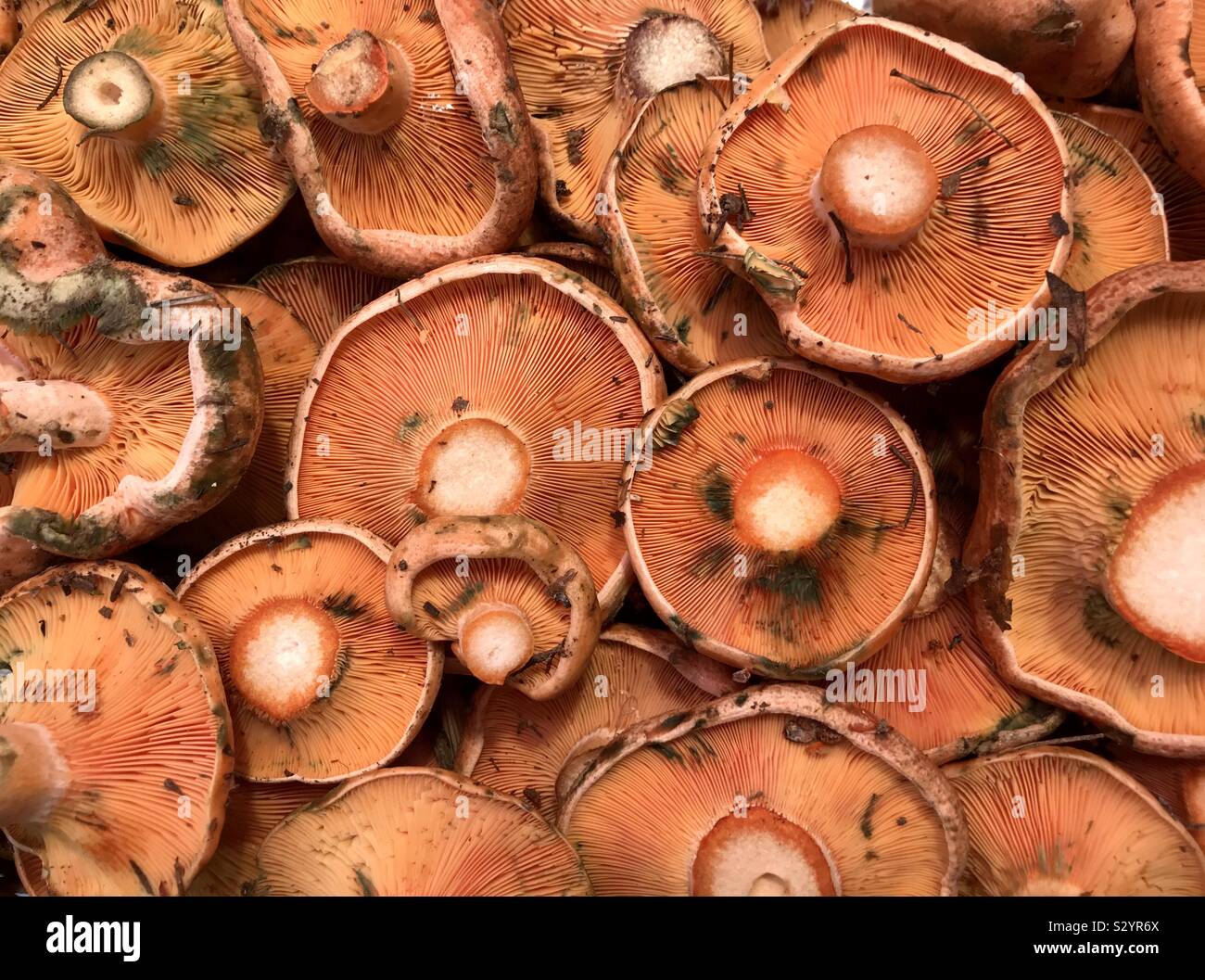 Saffron milk cap or red pine mushrooms (Lactarius deliciosus Stock