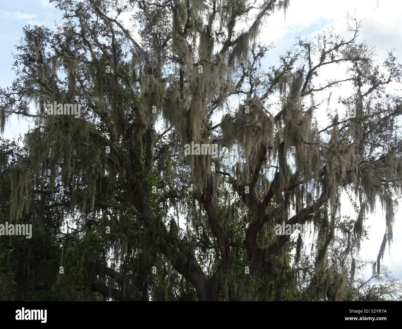 Oak tree spanish moss hires stock photography and images Alamy