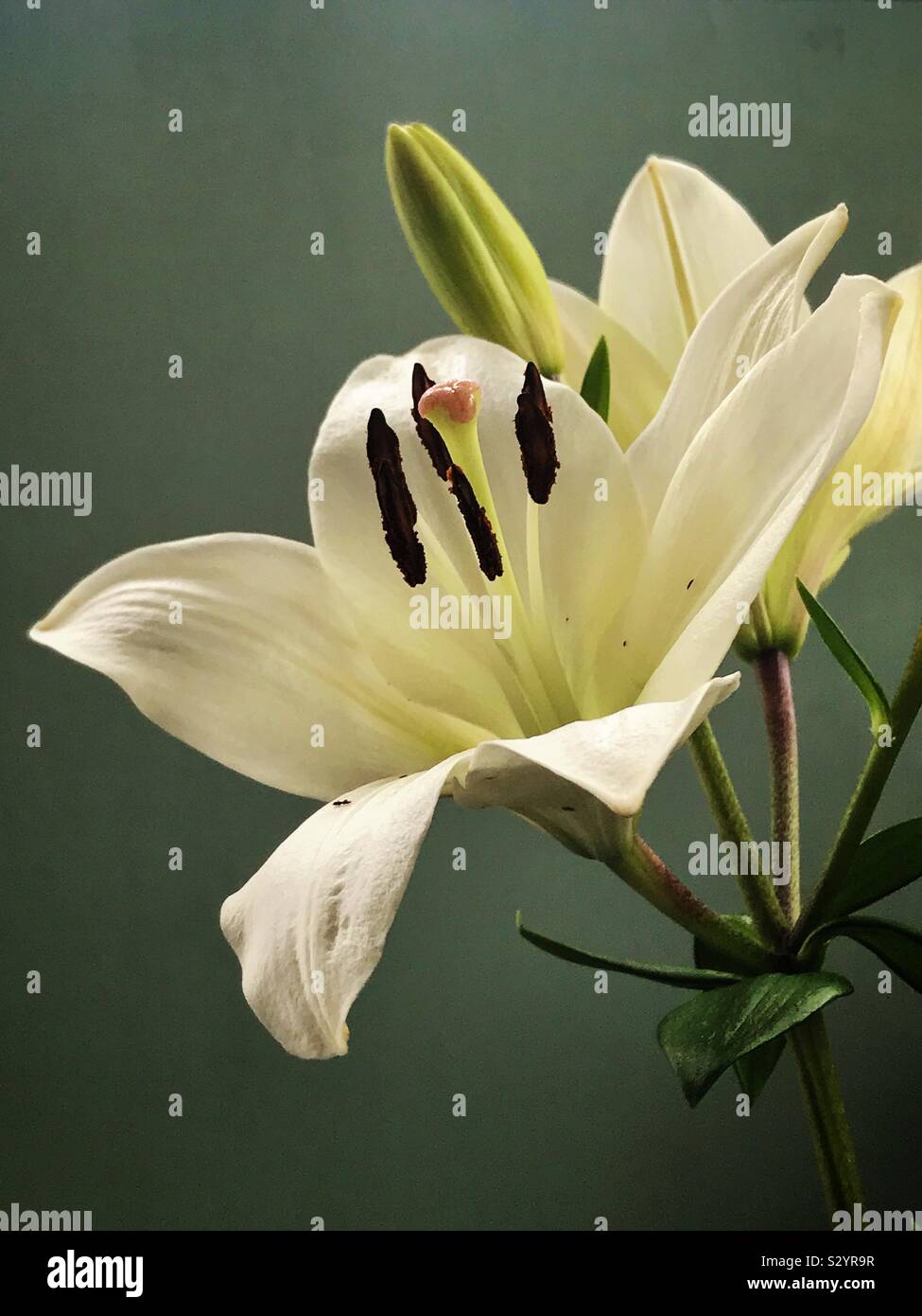 White Lily on a green background - Smartphone Captured Stock Image