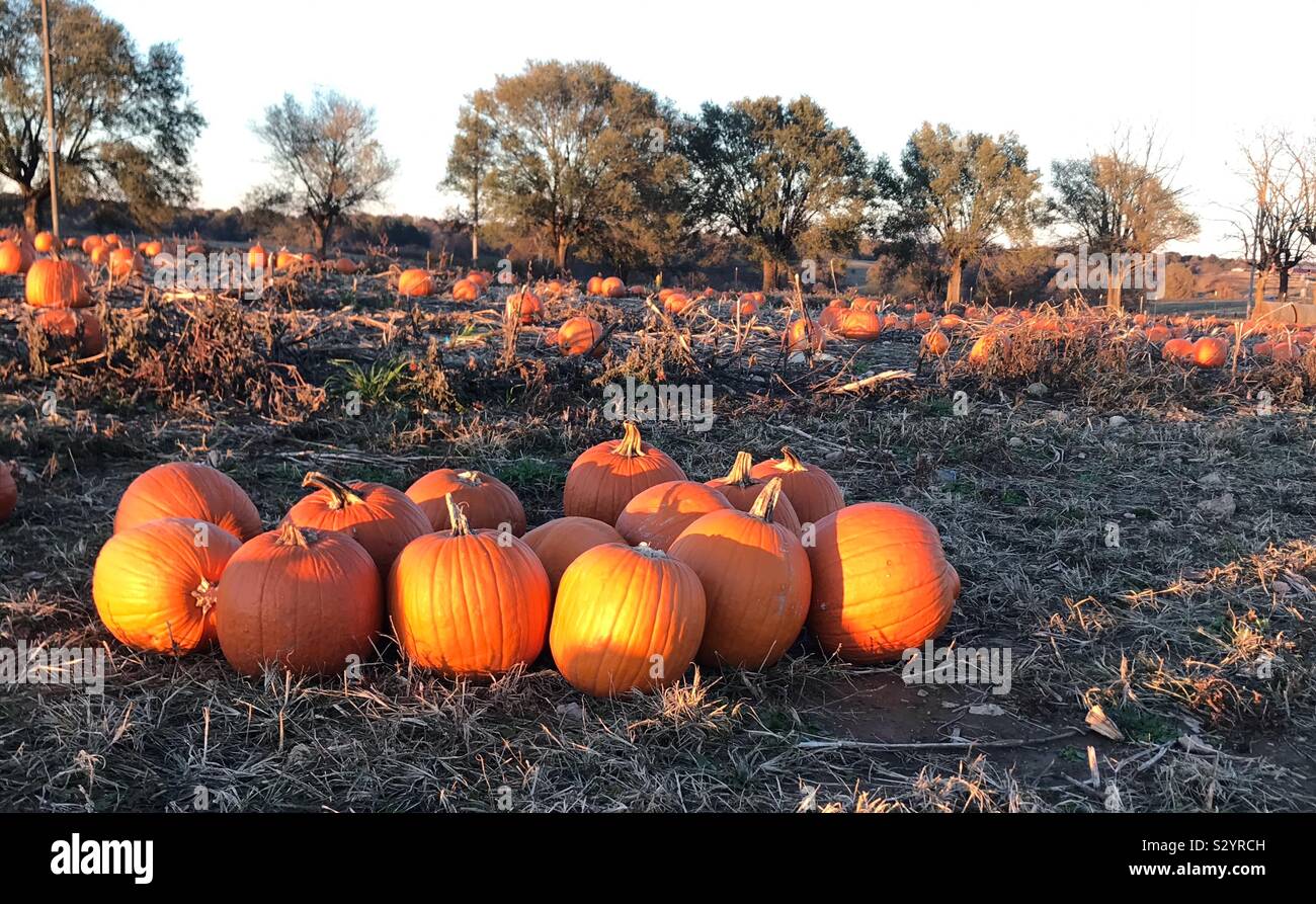 Fall pumpkins - Smartphone Captured Stock Image