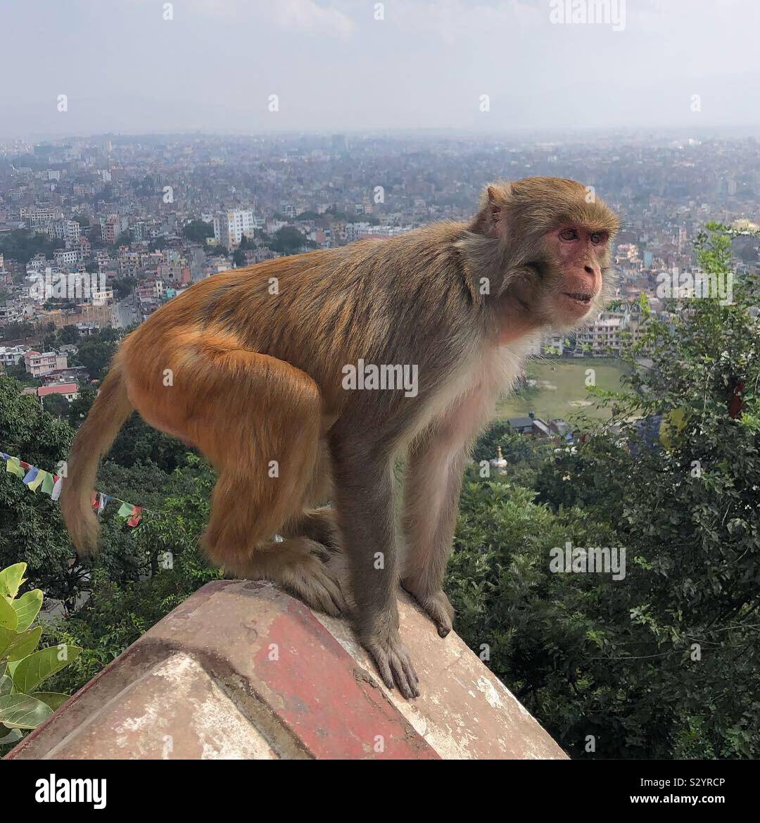 An adult monkey at Swayambhu temple looking intently - Kathmandu, Nepal. - Smartphone Captured Stock Image