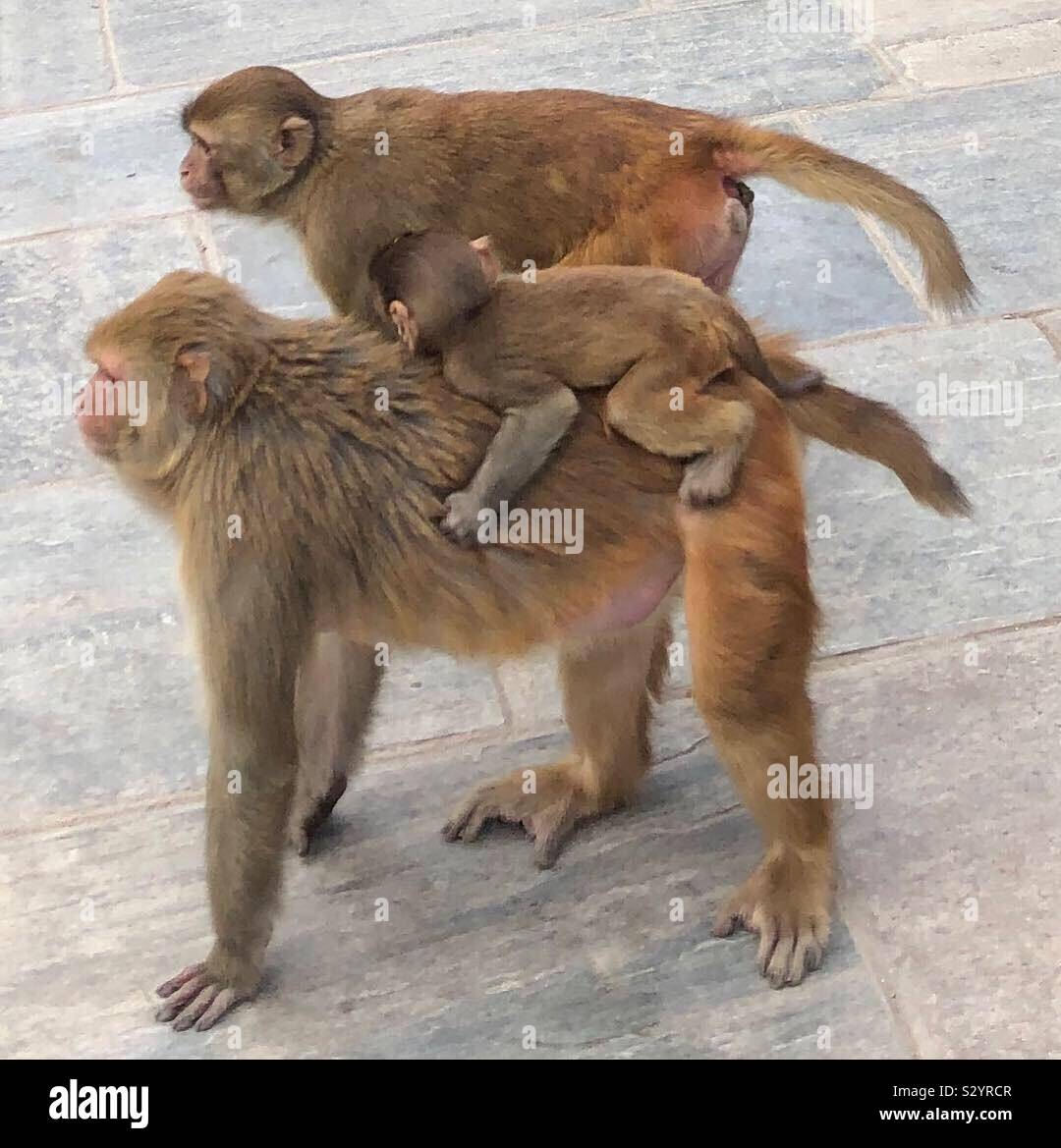 A monkey family. - Smartphone Captured Stock Image