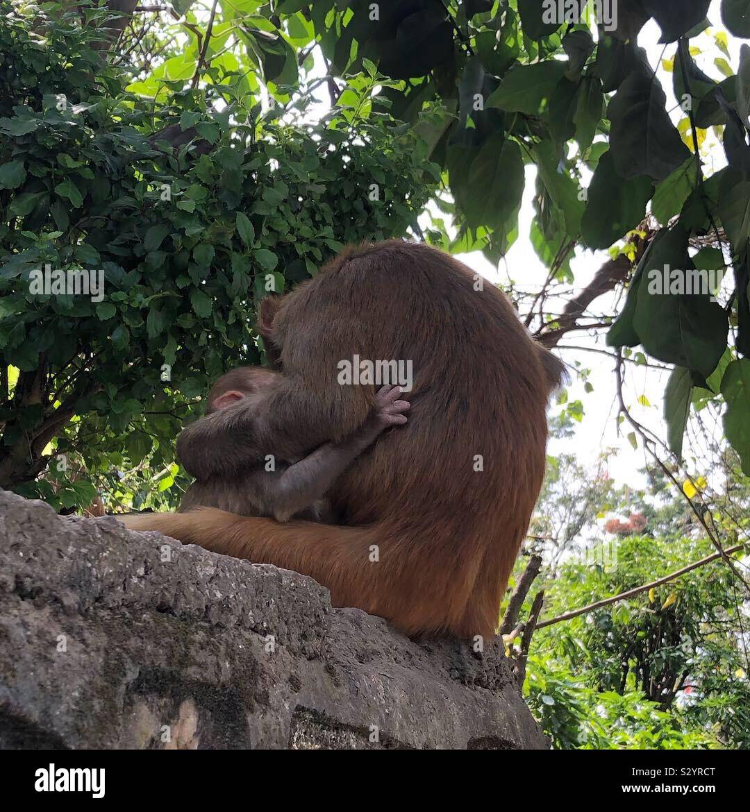 Mother and baby monkey. - Smartphone Captured Stock Image