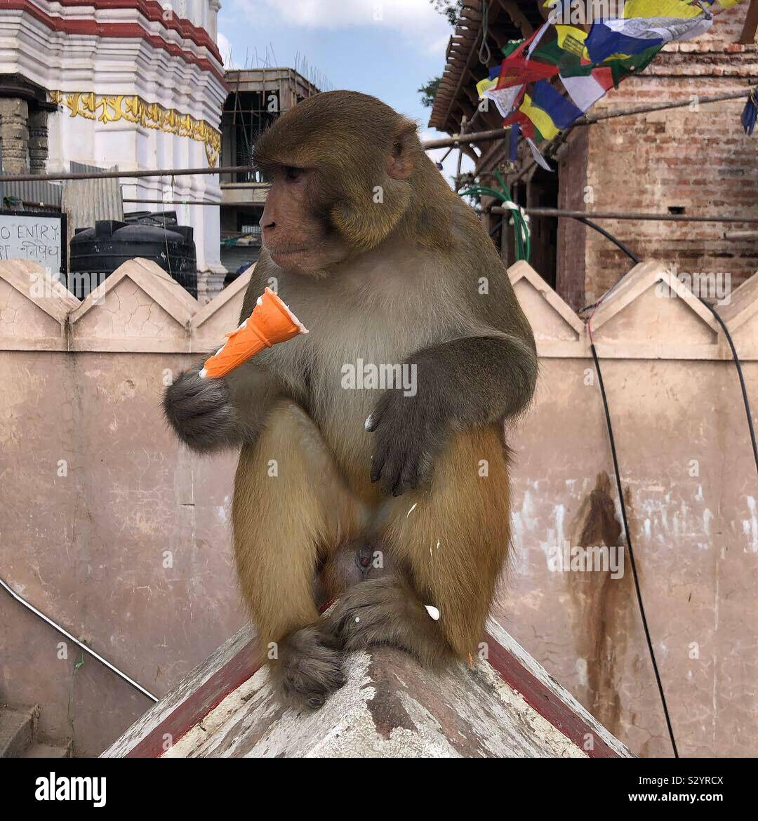 A monkey eating an ice cream cone at the Swayambhu temple in Kathmandu, Nepal. - Smartphone Captured Stock Image