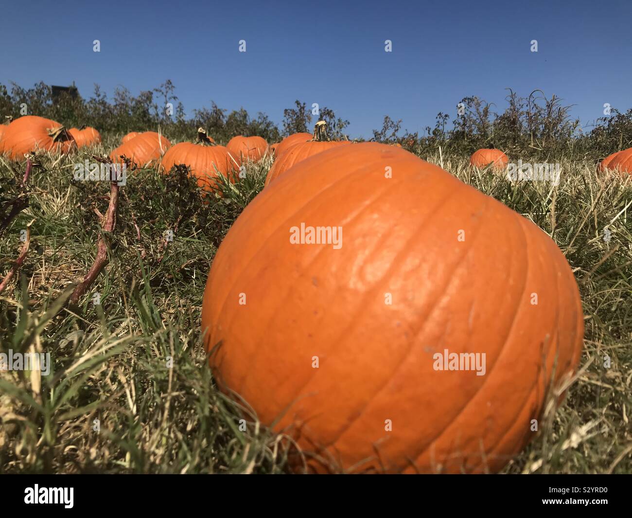 Pumpkin patch - Smartphone Captured Stock Image