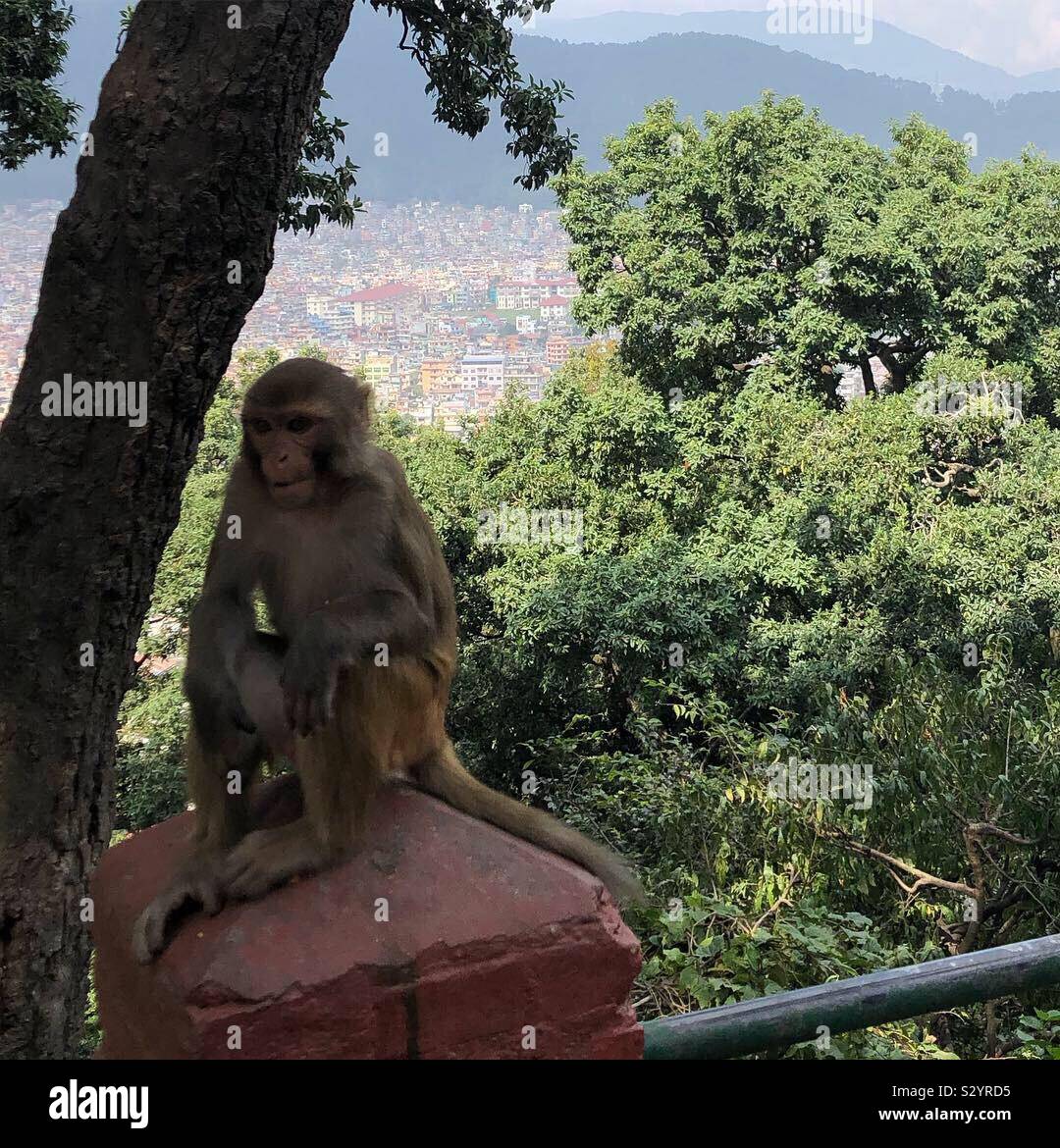 An adult monkey in Nepal. - Smartphone Captured Stock Image