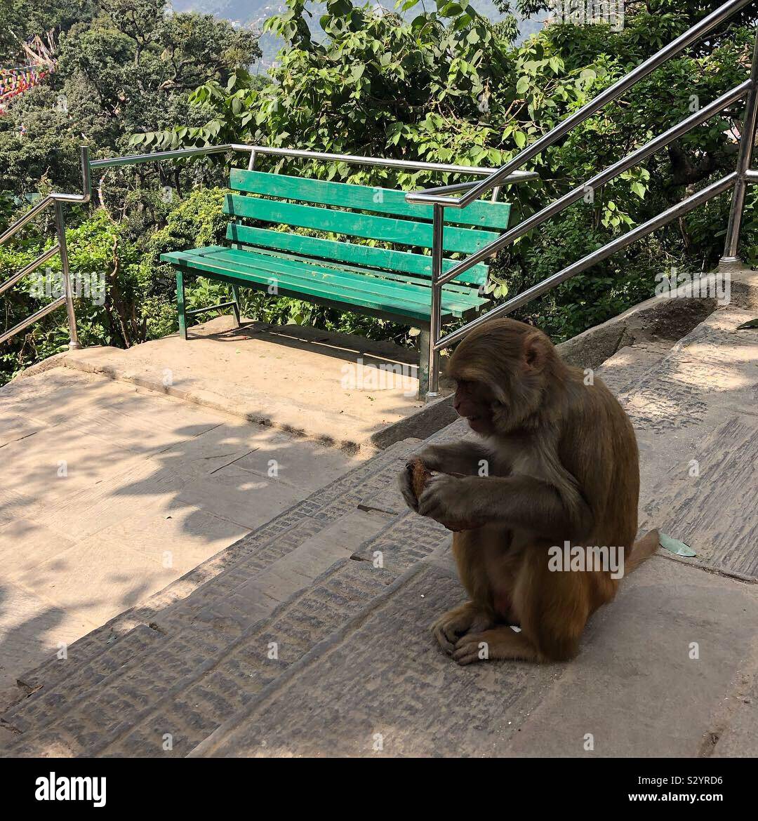 A monkey sitting on the steps of Swayambhu temple in Kathmandu, Nepal. - Smartphone Captured Stock Image