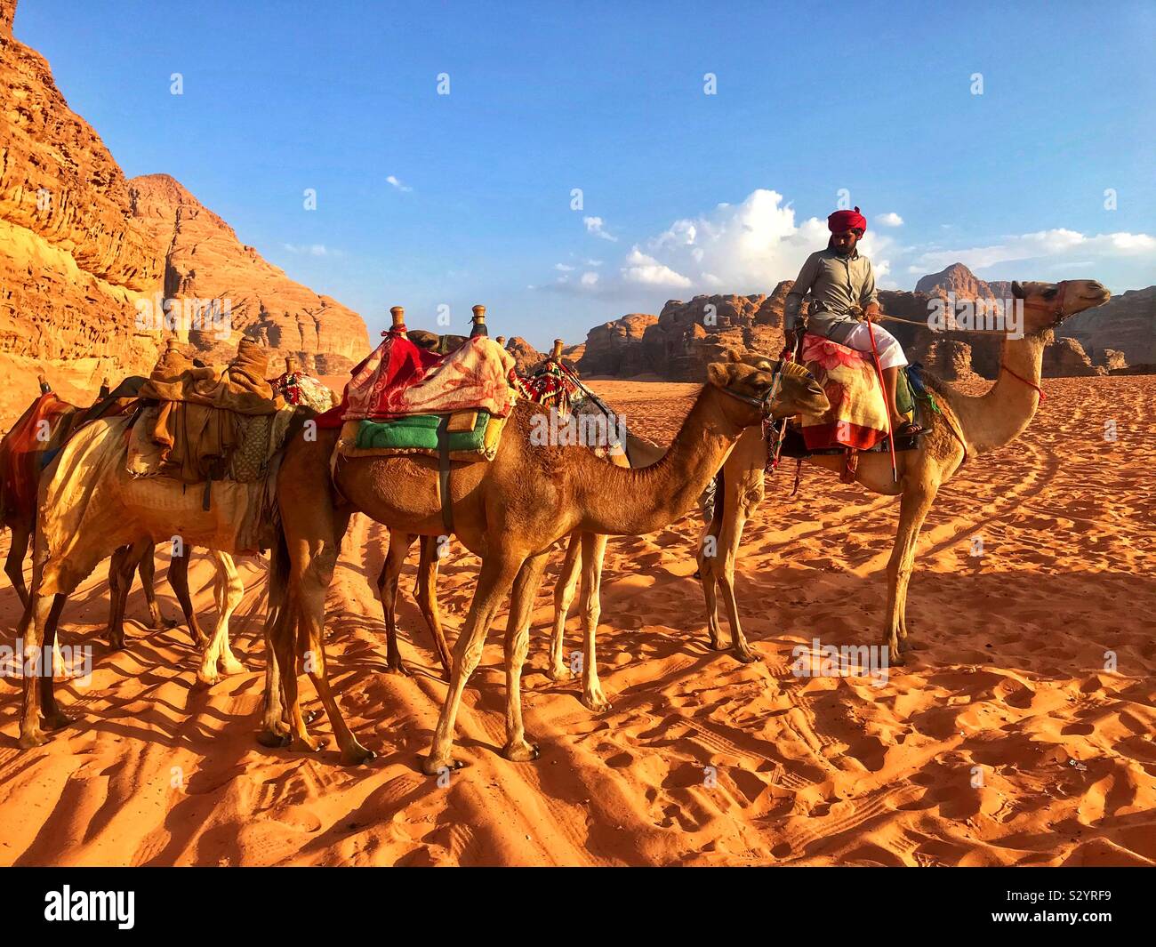 Camels in wadi rum desert Jordan Stock Photo - Alamy