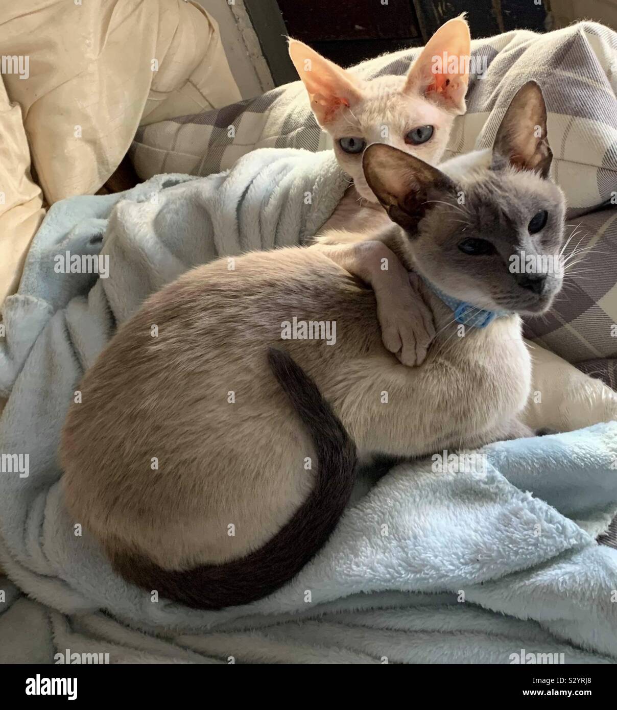 Sphynx and Siamese cat Stock Photo Alamy