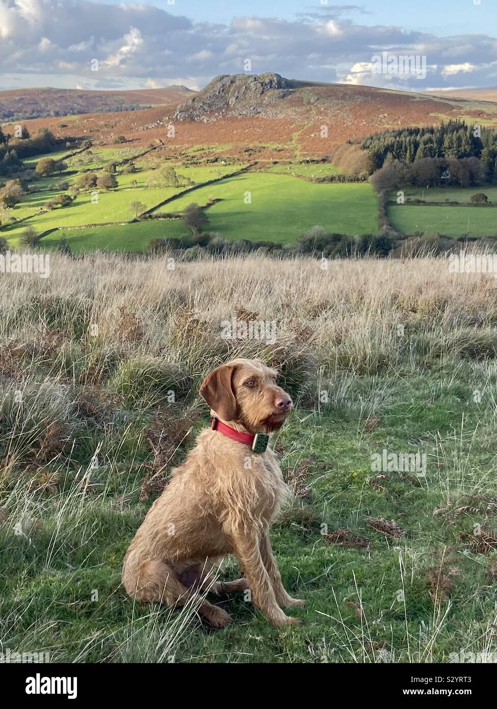 Hungarian Wire Haired Vizsla On Dartmoor Stock Photo 311627347