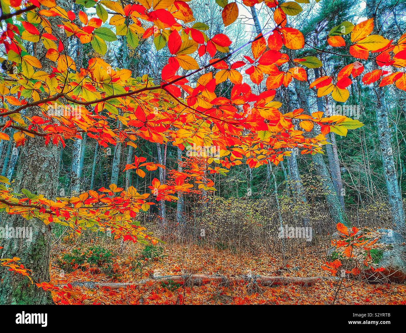 Vibrant orange autumn colours at edge of forest, Sweden Stock Photo