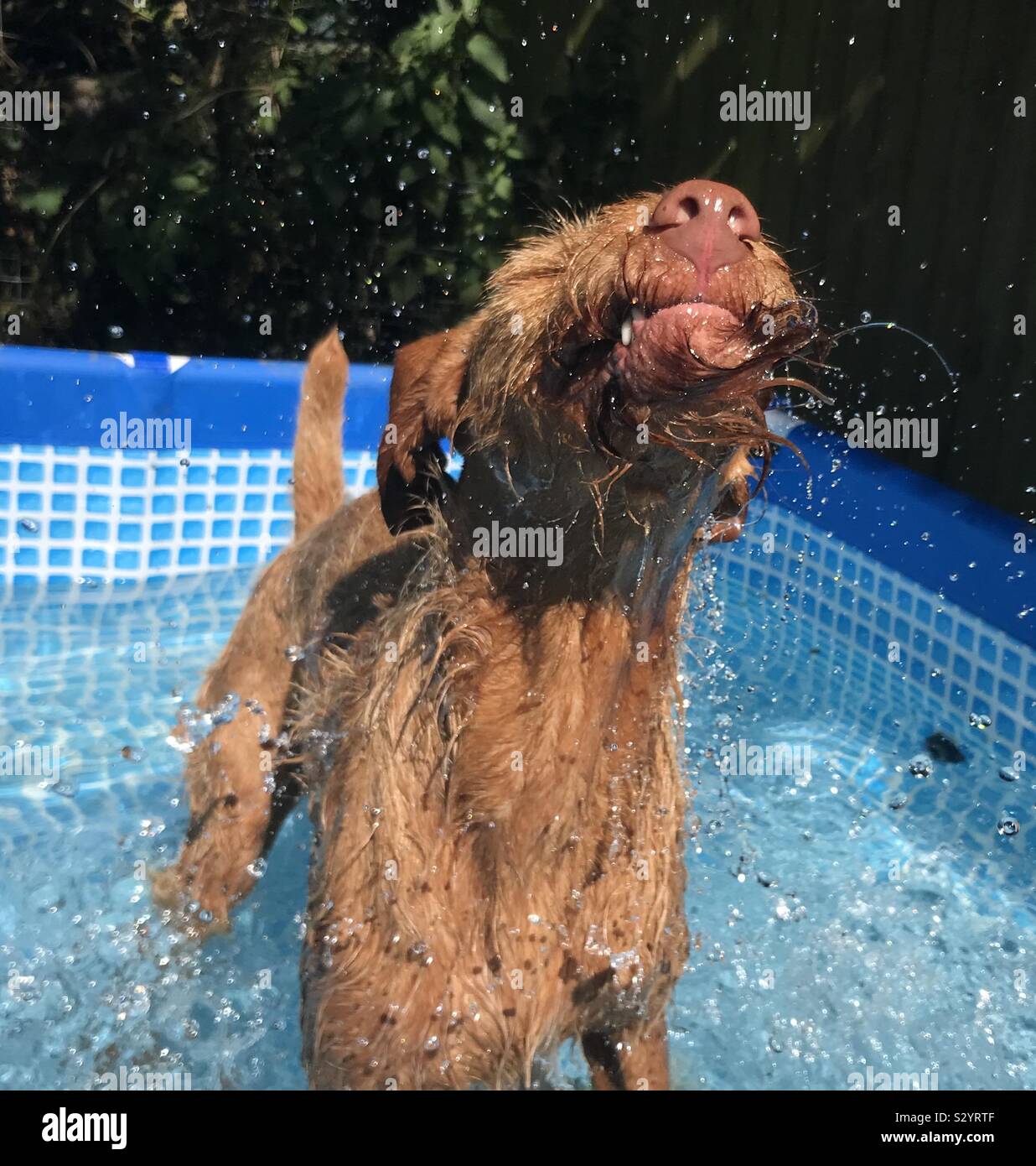 Dog in paddling pool Stock Photo Alamy