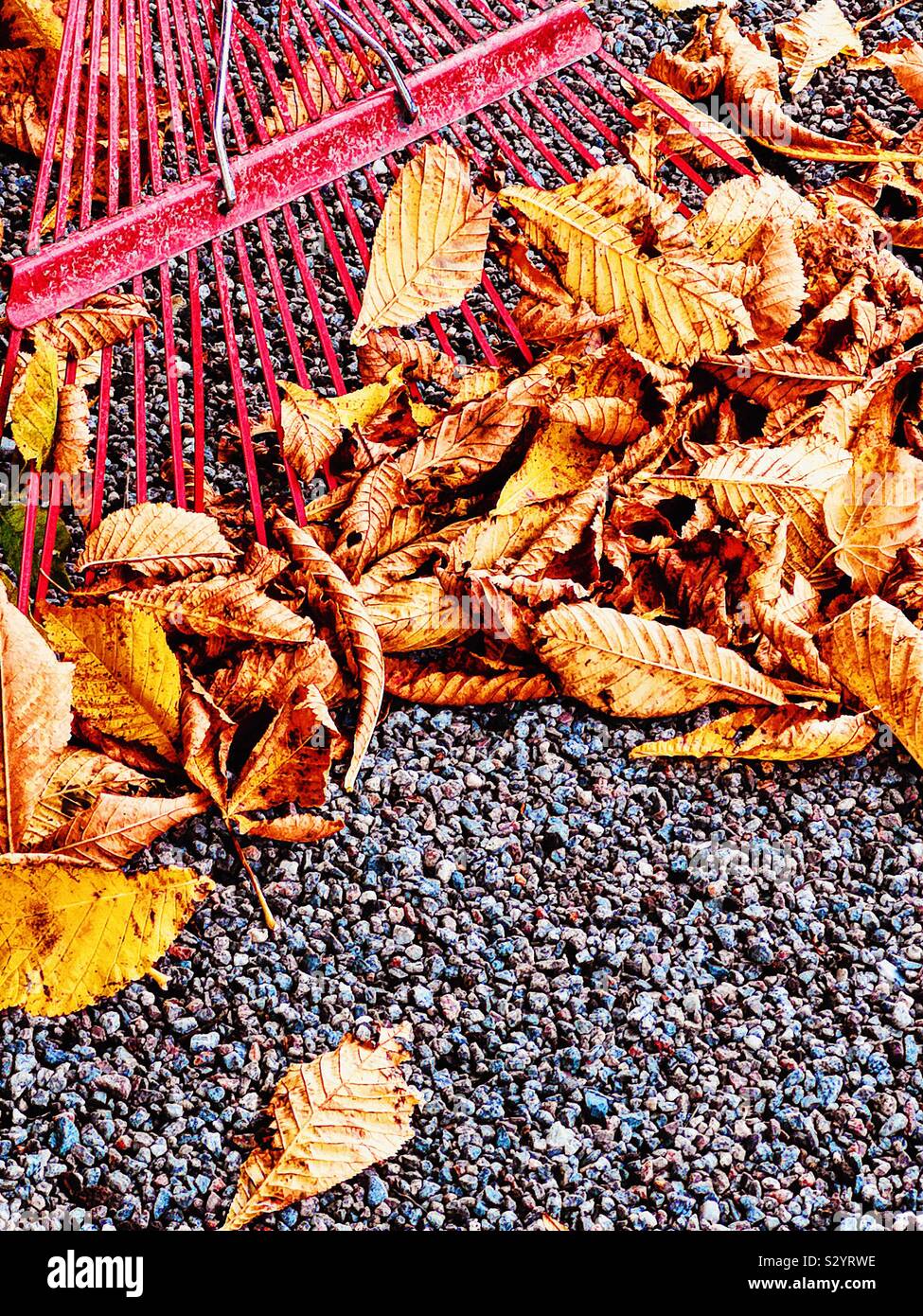 Red rake and autumn leaves close up - Smartphone Captured Stock Image