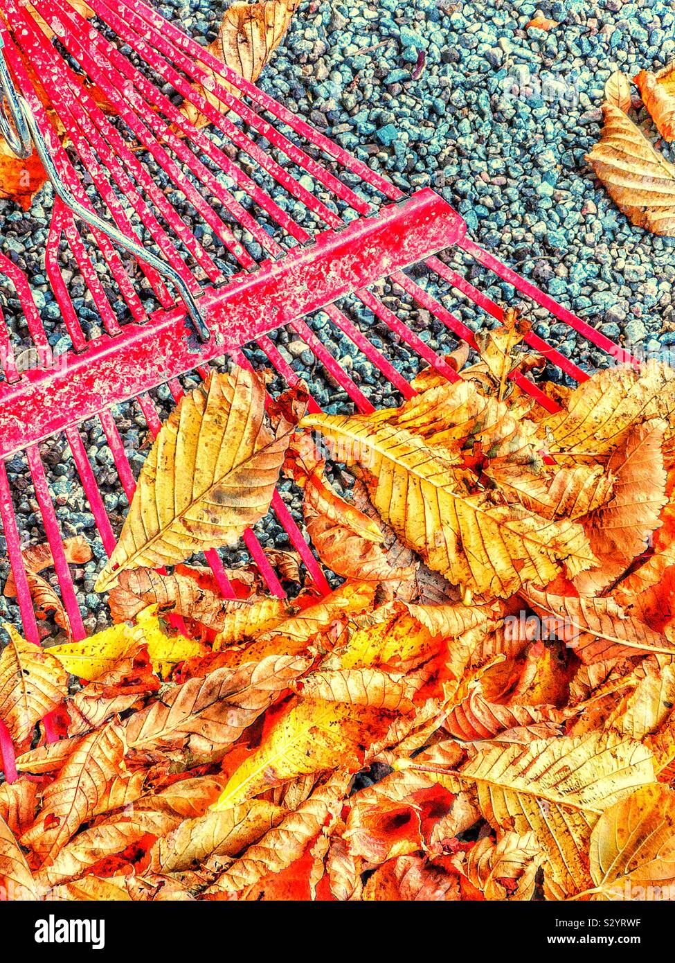 Red rake and golden autumn leaves close up - Smartphone Captured Stock Image