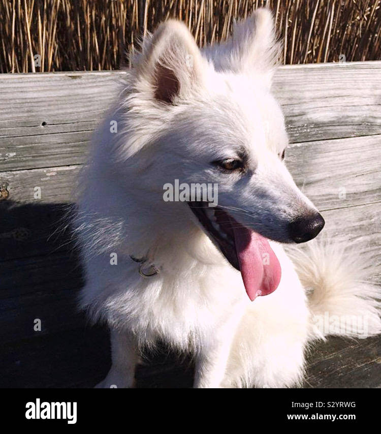 Kane the American Eskimo Siberian Husky Mix Stock Photo