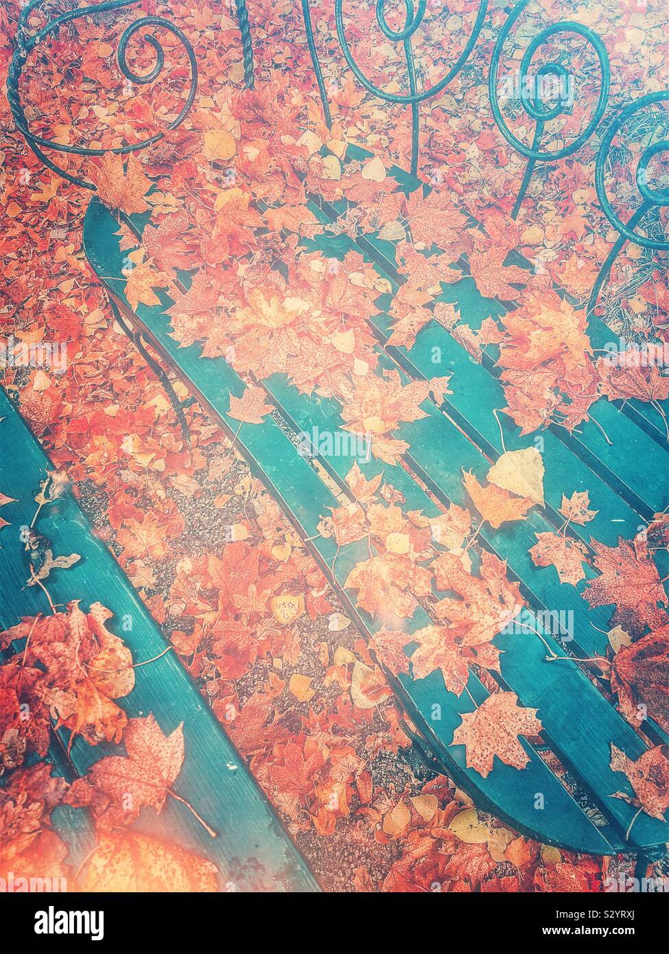 Sea of colourful autumn leaves on and around elegant metal outdoor seat Stock Photo