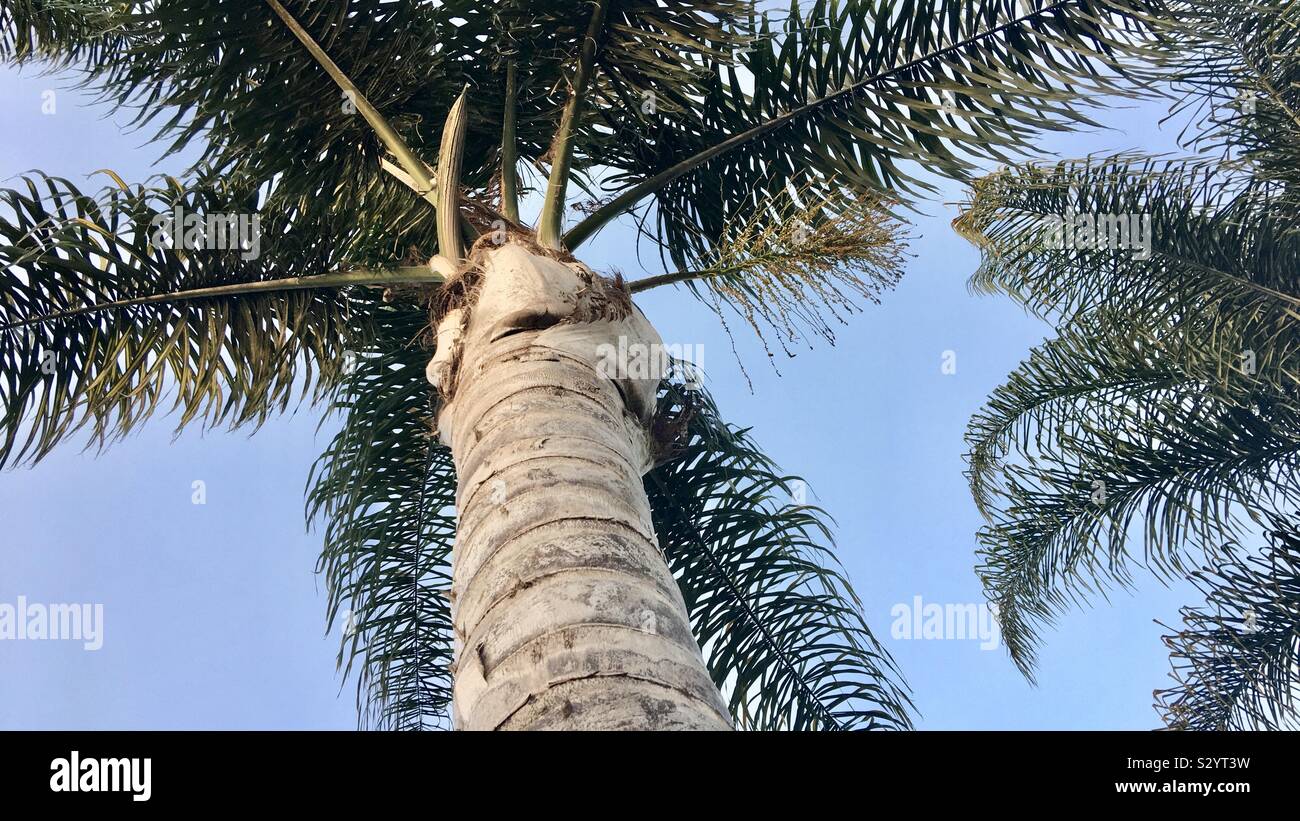 Looking up at the underside of a tall palm tree in California on a cloudless day - Smartphone Captured Stock Image