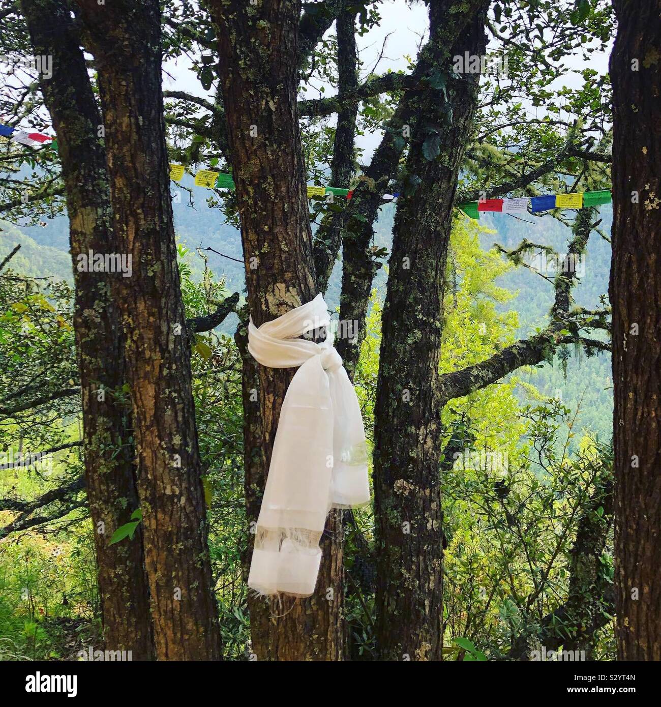 White scarf tied around a tree en route to the Tiger’s Nest in Bhutan. - Smartphone Captured Stock Image