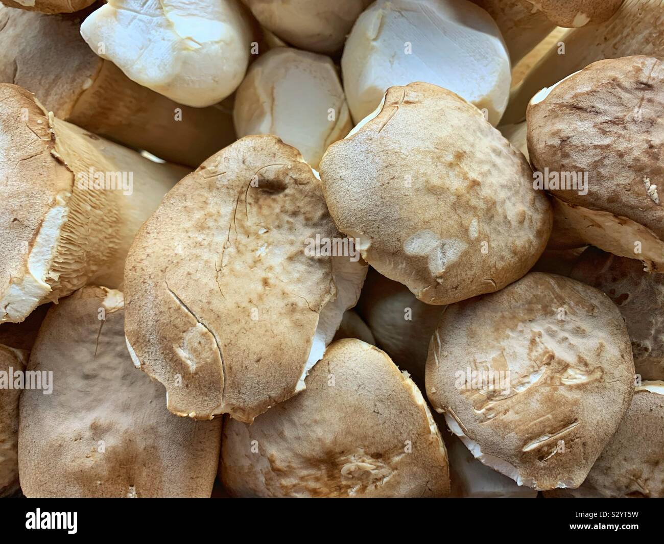 Pleurotus eryngii, king trumpet mushroom, French horn mushroom, king