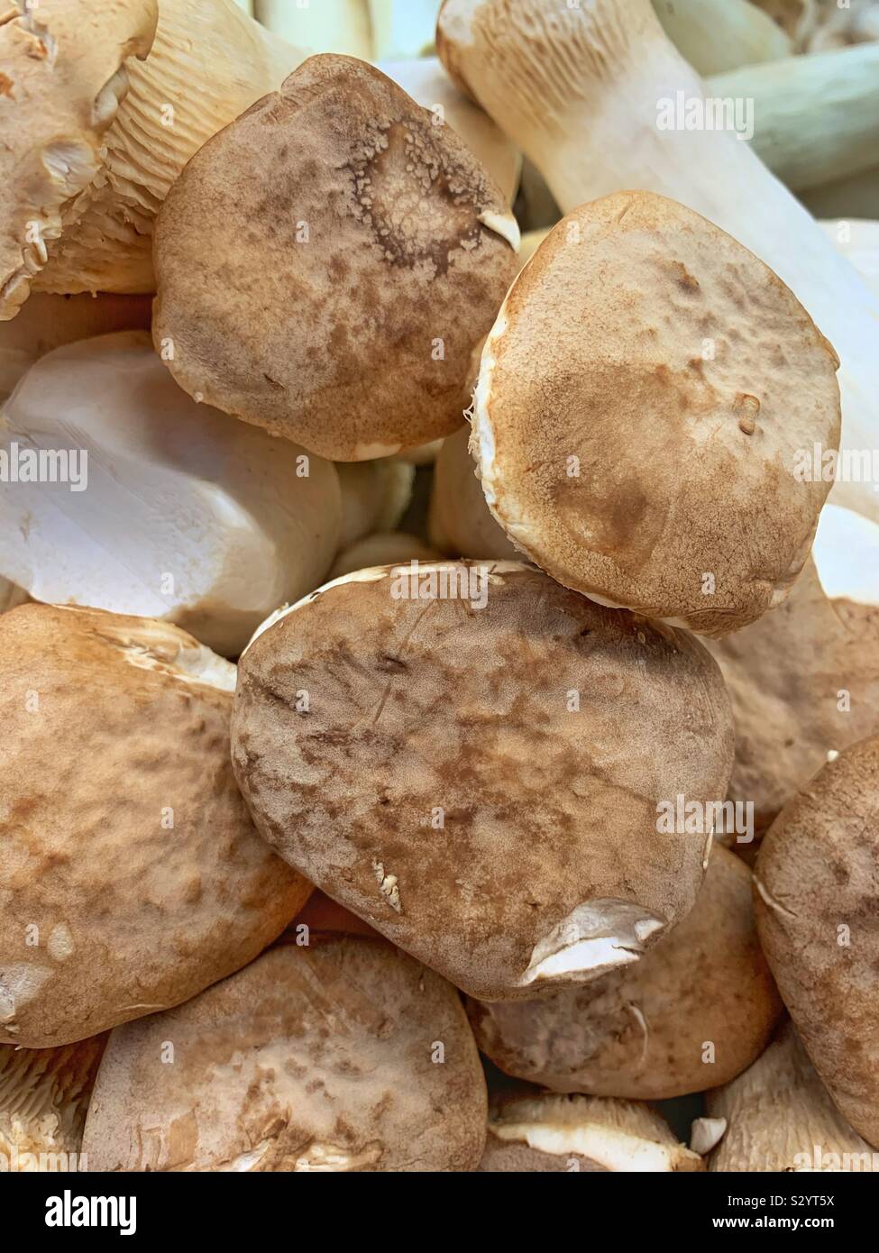 Pleurotus eryngii, king trumpet mushroom, French horn mushroom, king