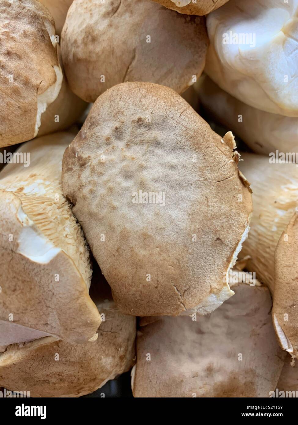 Pleurotus eryngii, king trumpet mushroom, French horn mushroom, king oyster mushroom, king brown