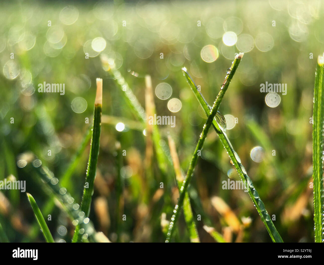 Dew on grass - Smartphone Captured Stock Image