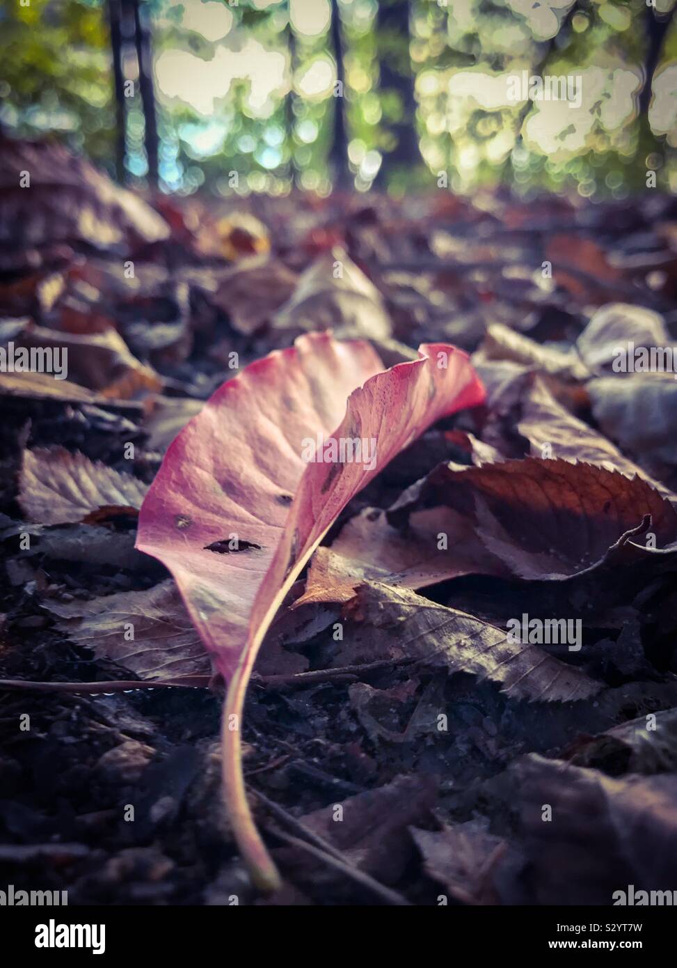 Dead leaf fallen to forest floor in autumn Stock Photo