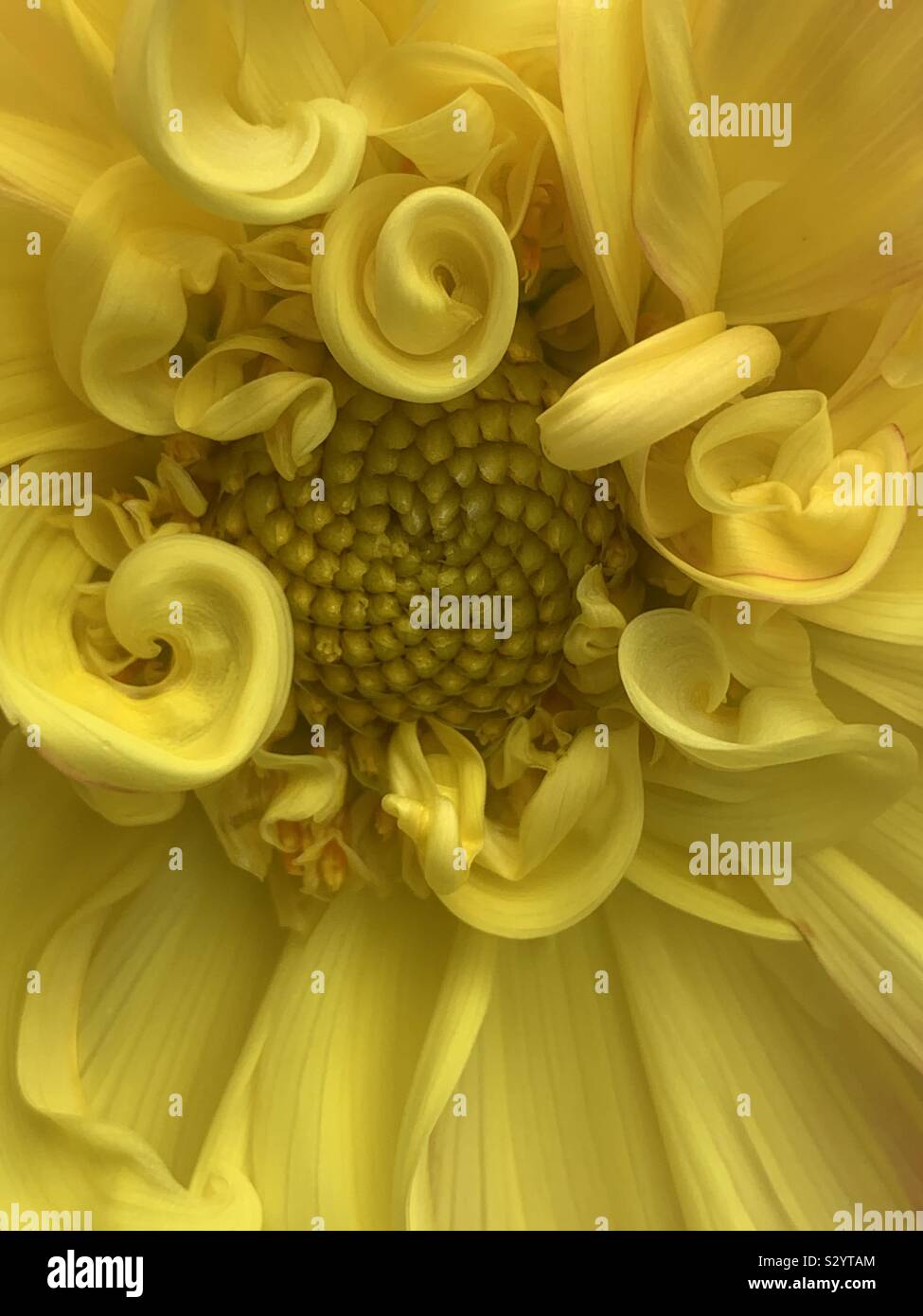Dahlia garden flower close up. - Smartphone Captured Stock Image