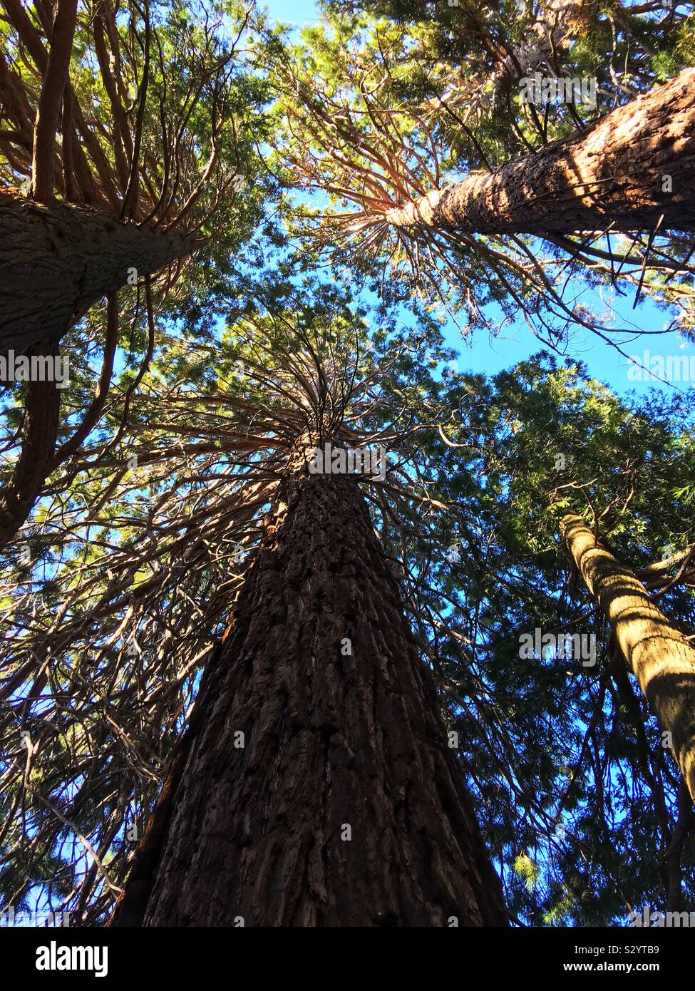 Giant Sequoia trees growing in Oak Glen, California in San Bernardo County - Smartphone Captured Stock Image