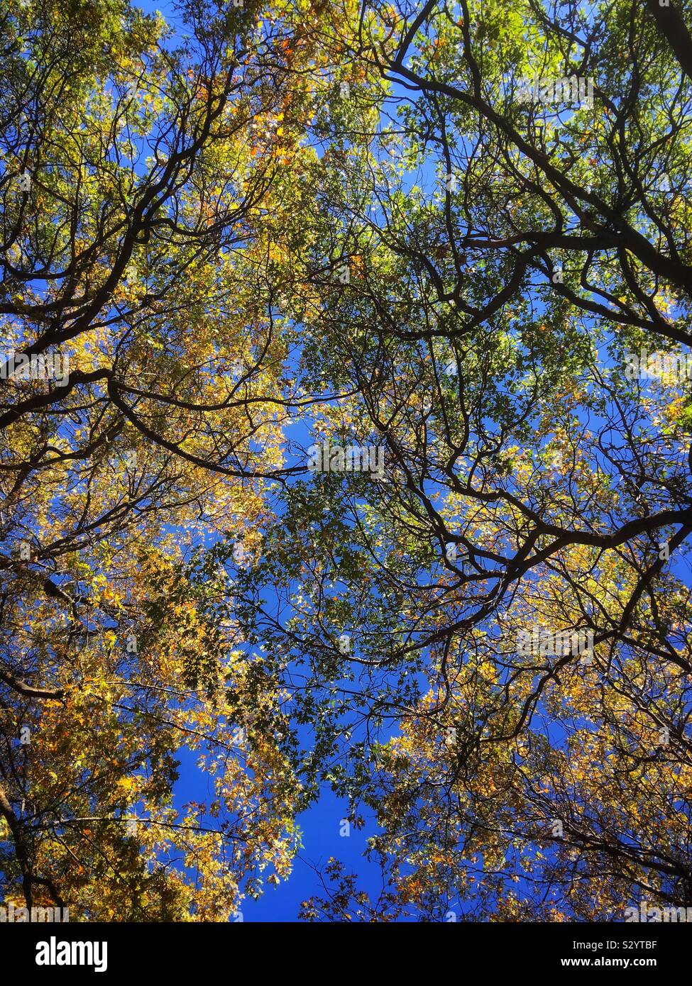 Looking up at yellow leaves on California Black Oak trees (Quercus kelloggii) in Oak Glen, California USA Stock Photo