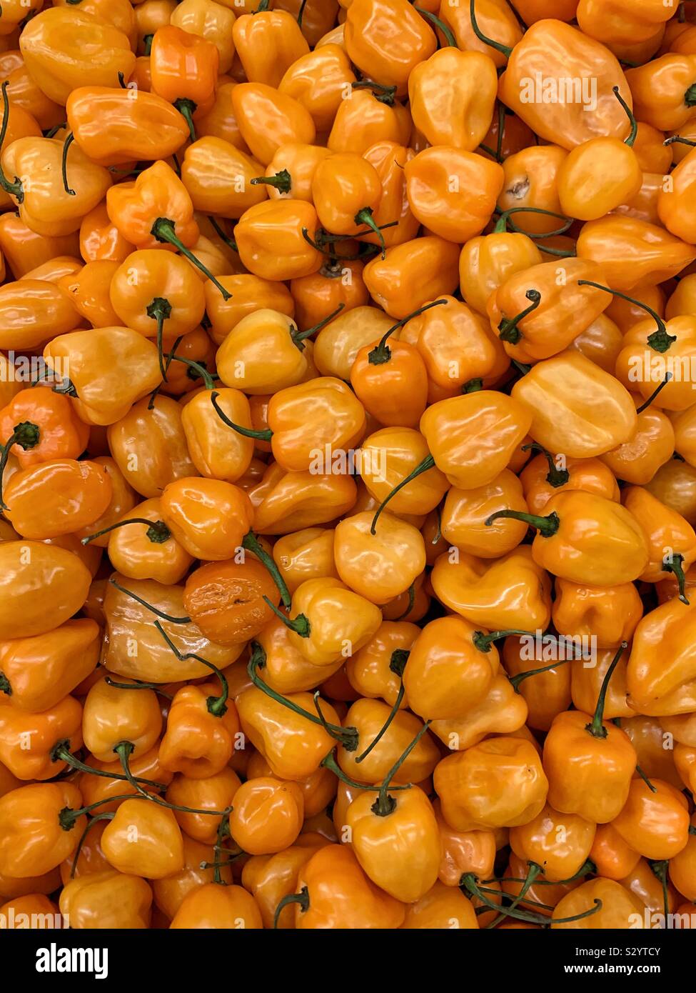 Many fresh orange habanero peppers Stock Photo